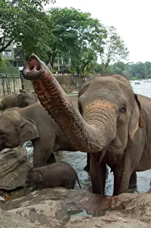 Lankan: Sri Lanka, Pinnawala Elephant Orphanage