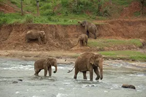 Lankan: Sri Lanka, Pinnawala Elephant Orphanage