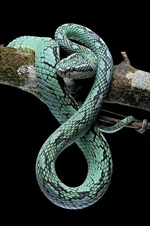 Trimeresurus: Sri Lanka Pit Viper (Trimeresurus trigonocephalus)