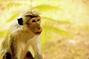 Ceylon: Sri Lanka, Sigiriya, UNESCO World Heritage