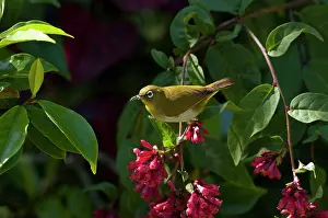 Zosterops: Sri Lanka White-eye - in flowering shrub