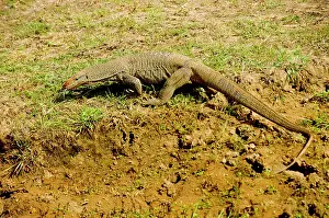 Ceylon: Sri Lanka, Yala National Park, a monitor