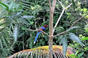 Ceylon: Sri Lankan Blue Magpie