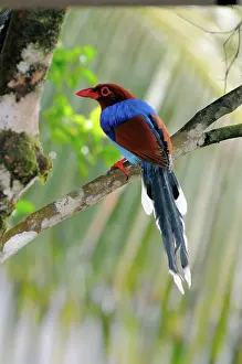 Ceylon: Sri Lankan Blue Magpie