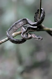 Ceylon: Sri Lankan Cat snake