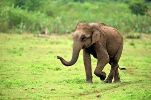Lankan: Sri Lankan elephant (Elephas maximus maximus), adult