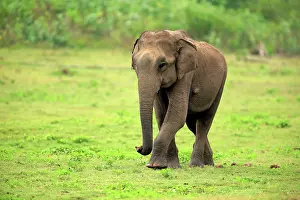 Lankan: Sri Lankan elephant (Elephas maximus maximus), adult