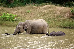 Thirst: Sri Lankan elephant (Elephas maximus maximus), mother