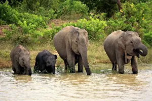 Thirst: Sri Lankan elephant (Elephas maximus maximus), small