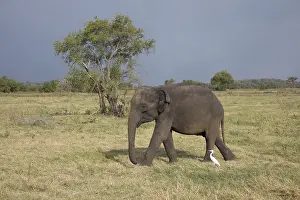 Bubulcus: Sri Lankan Elephant (Elephas maximus maximus) w