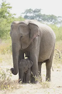 Lankan: Sri Lankan Elephant (Elephas maximus maximus) w