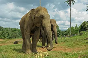 Stations: Sri Lankan Elephants (Elephas maximus maximus) in