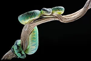 Viperidae: Sri Lankan green Pitviper (Trimeresurus trigonocephalus)