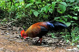 Ceylon: Sri Lankan Jungle Fowl