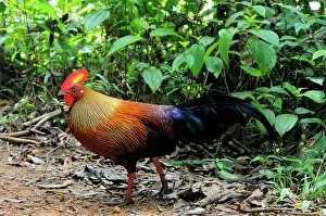 Ceylon: Sri Lankan Jungle Fowl