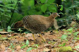 Ceylon: Sri Lankan Jungle Fowl