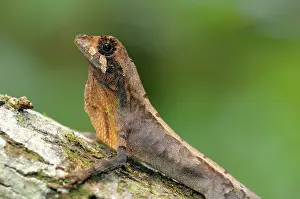 Agama: Sri Lankan Kangaroo Lizard