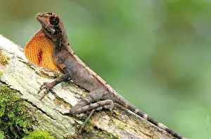Agama: Sri Lankan Kangaroo Lizard