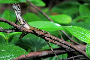 Agama: Sri Lankan Kangaroo Lizard