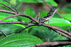 Agama: Sri Lankan Kangaroo Lizard