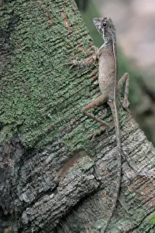 Agamid: Sri Lankan Kangaroo Lizard