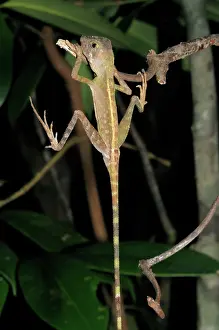 Ceylon: Sri Lankan Kangaroo Lizard