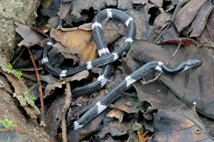 Ceylon: Sri Lankan Krait