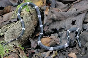Ceylon: Sri Lankan Krait