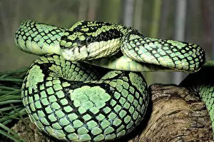 Lankan: Sri Lankan Pit Viper