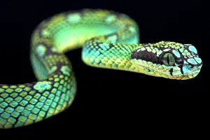 Trimeresurus: Sri Lankan pit viper (Trimeresurus trigonocephalus)
