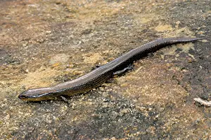 Eliya: Sri Lankan Skink