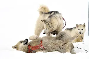 Chill: Ssled dogs playing, Ittoqqotoormit village, East