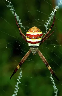 Andrew: St AndrewIs Cross spider - female with cross-shaped