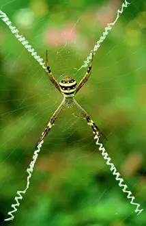 Andrew: St AndrewIs Cross spider - female with cross-shaped