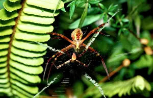 Opposite: St AndrewIs Cross spider - female with male in