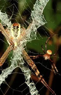 Opposite: St AndrewIs Cross spider - female with male in