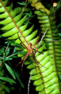 Andrews: St AndrewIs cross spider - female in web with attendant