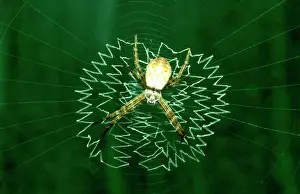 Andrew: St AndrewIs Cross spider - juvenile in web with