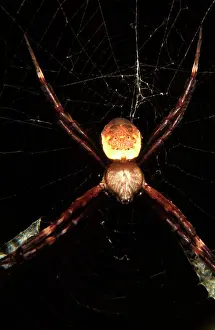 Andrew: St AndrewIs Cross spider - male