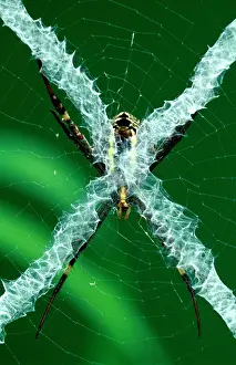 Andrew: St AndrewIs Cross spider - from reverse side of