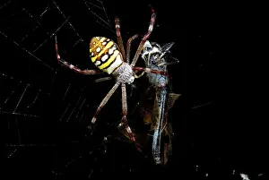 Argiope: St. Andrew's Cross Spider