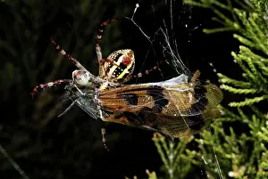 Argiope: St. Andrew's Cross Spider