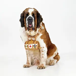 Rescues: St. Bernard Dog - with barrel