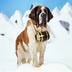 Rescues: St. Bernard Dog - with barrel