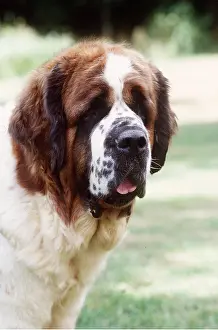 Bernard: St Bernard DOG - head close-up