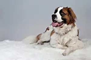 Blankets: St. Bernard dog lying on a white plush blanket