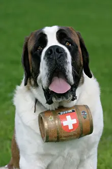 Rescues: St. Bernard Dog - Male with barrel around neck