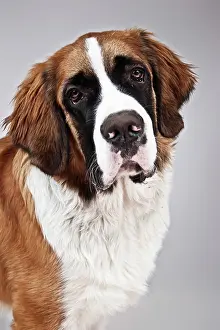 Bernard: St. Bernard dog, portrait