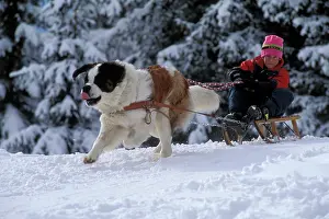 Exercising: St Bernard Dog - pulling child on sled along forest