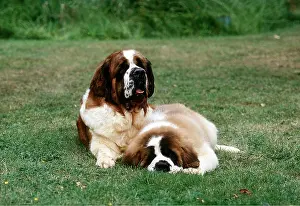 Smooth: St Bernard DOG - with puppy